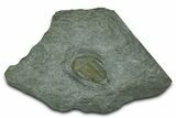 Lower Cambrian Trilobite (Neltneria) - Issafen, Morocco #381178-1